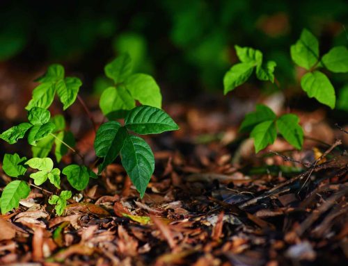 Poison Ivy – A Not So Fun Part of Summer